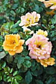 ROSA SWEET MAGIC DICMAGIC