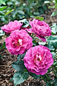 ROSA ADAMS ROSE WEKROMIKO
