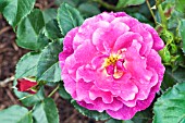 ROSA ADAMS ROSE WEKROMIKO