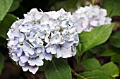 HYDRANGEA MACROPHYLLA ENDLESS SUMMER BAILMER