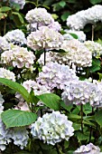 HYDRANGEA MACROPHYLLA MADAME FAUSTIN TRAVOUILLON