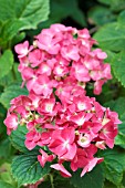 HYDRANGEA MACROPHYLLA WESTFALEN