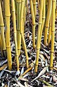 PHYLLOSTACHYS AUREOSULCATA F. SPECTABILIS