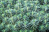 EUPHORBIA STYGIANA