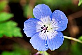 GERANIUM ROZANNE GERWAT