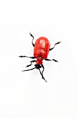RED LILY BEETLE