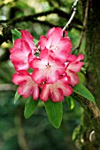 RHODODENDRON BARBARA WALLACE