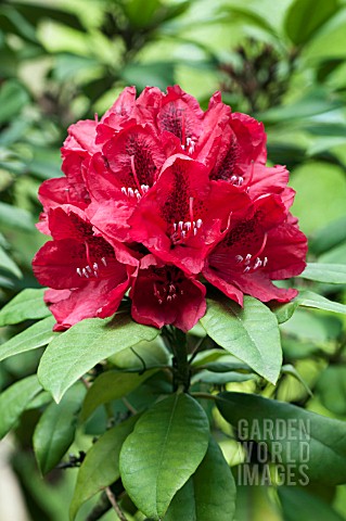 RHODODENDRON_LORD_ROBERTS