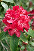 RHODODENDRON HUGH KOSTER