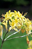 RHODODENDRON X GANDAVENSE