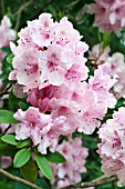 RHODODENDRON PINK PEARL