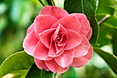 CAMELLIA JAPONICA ELEGANS