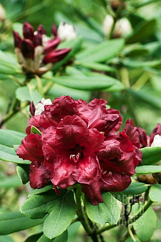 RHODODENDRON_LEO