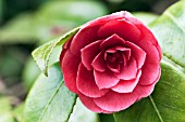 CAMELLIA JAPONICA MAGNOLIIFLORA