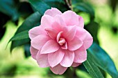 CAMELLIA CUSPIDATA SPRING FESTIVAL