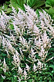 ASTILBE SPRITE