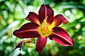 HEMEROCALLIS STAFFORD