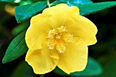 HYPERICUM ADDINGTONII