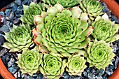 SEMPERVIVUM CALCAREUM LIMELIGHT