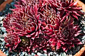 SEMPERVIVUM RED ACE