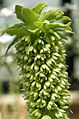 EUCOMIS AUTUMNALIS