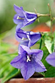 CAMPANULA STANSFIELDII