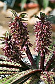 EUCOMIS VANDERMERWEI