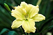 HEMEROCALLIS GREEN FLUTTER