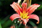 HEMEROCALLIS FULVA ROSEA