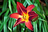 HEMEROCALLIS MISSENDEN