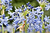 AGAPANTHUS DOROTHY PALMER