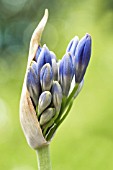 AGAPANTHUS DOROTHY PALMER