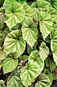 BEGONIA GRANDIS SUBSP. EVANSIANA