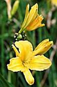 HEMEROCALLIS CHARTREUSE MAGIC