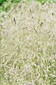 DESCHAMPSIA CESPITOSA GOLDTAU