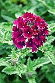 VERBENA CLARET