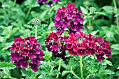 VERBENA CLARET