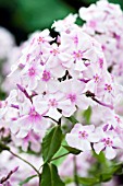 PHLOX PANICULATA DISCOVERY