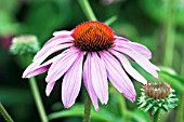 ECHINACEA PURPUREA MAGNUS