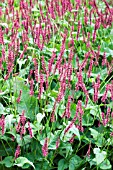 PERSICARIA AMPLEXICAULIS ATROSANGUINEA