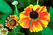 HELENIUM SAHINS EARLY FLOWERER