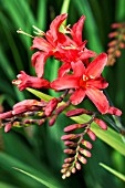 CROCOSMIA X CROCOSMIOIDES VULCAN