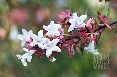 ABELIA_X_GRANDIFLORA