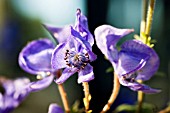 ACONITUM UCHIYAMAE