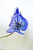 ACONITUM UCHIYAMAE