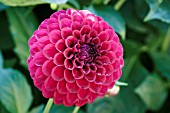 DAHLIA BLYTON ROYAL VELVET