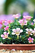 SAXIFRAGA PEACH MELBA