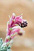 SAXIFRAGA IGNAZ DOERFLER