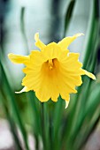 NARCISSUS HISPANICUS