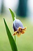 FRITILLARIA UVA-VULPIS